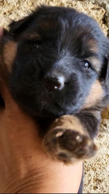 doberman balasi satilir: Alman çoban iti, 1 ay, Ünvandan götürmə, Ödənişli çatdırılma — 5