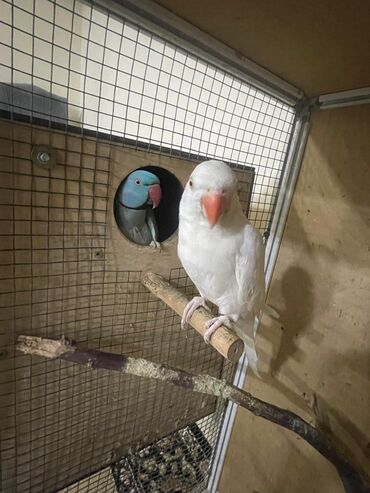 Digər quşlar: Məhsul: Halqa boyunlu parakitlər (Alexandrine/Indian Ringneck növü) — 6