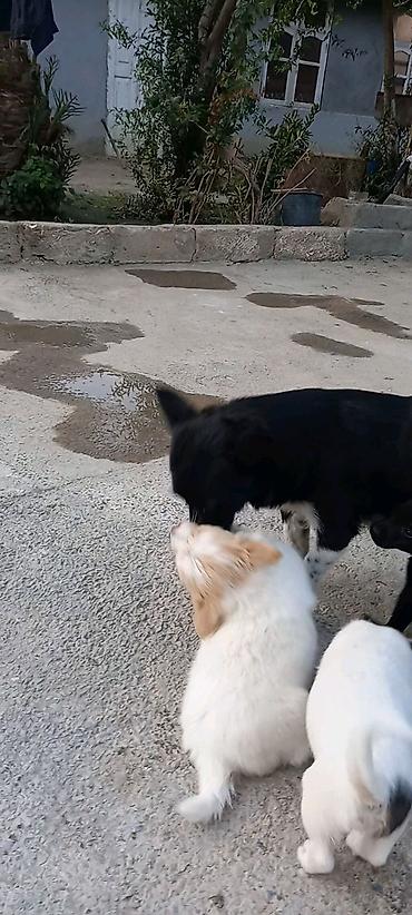 keci dərisi: 2 ay — 2