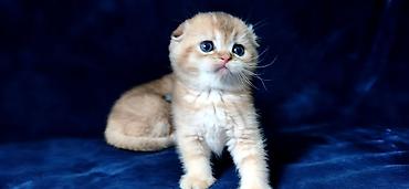 Продажа кошек: Скотиш Фолд (Шотландская вислоухая), 2 месяца, Девочка, Золотая шиншилла — 19