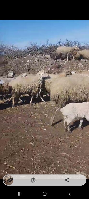 qala cinsi qoyun: 400 bas QARADOLAQ SORTU elaqe