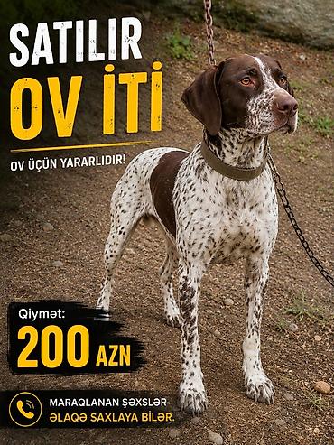 tap az goyercin satisi: Salam ov Tulasi satılır istəyən olsa əlaqə saxlasın dəyərindən aşağı — 1