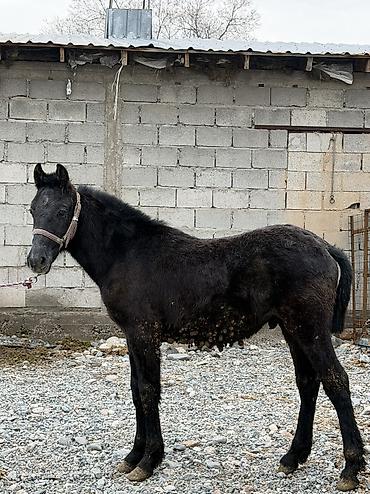 Лошади, кони: Продаю | Кобыла (самка) | Для разведения | Племенные — 7