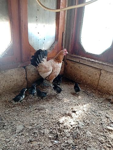 cins xoruz harda banliyar: Toyuq, Yumurtalıq, Ödənişli çatdırılma — 4
