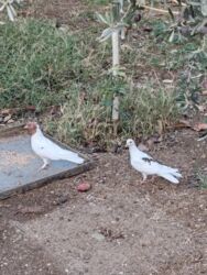 Göyərçinlər: Göyərçinlər satılır biri 10 manatdan. Birindən başqa-ayağı bol papışdı — 12