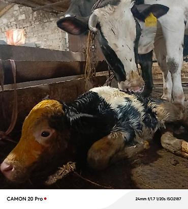iney sagan: Bir heftedi dogub 1 ci qarina erkek Simmental balasi var buzov tek — 1