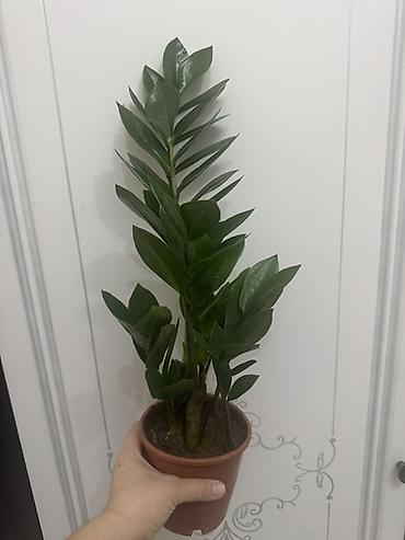 Замиокулькас (Долларовое дерево): Комнатные растения в горшках (на выбор): 1) Замиокулькас (Zamioculcas — 2