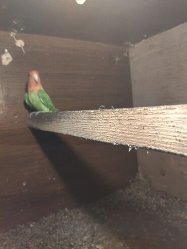 Tutuquşları: Məhsul: Agapornis (Sevgi quşları) cütləri və yuvalama dəstləri — 2