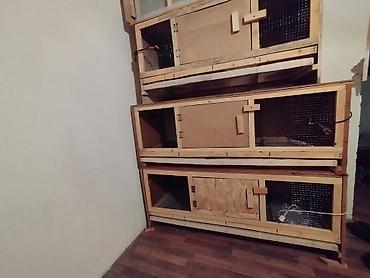 Зоотовары: Брудер для цыплят. универсальный Брудер жожого бодоного коенго хомяка at lalafo.kg — 5 Зоотовары: Брудер для цыплят. универсальный Брудер жожого бодоного коенго хомяка — 5