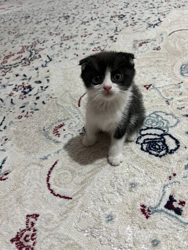 Продажа кошек: Скотиш Фолд (Шотландская вислоухая), 2 месяца, Девочка, Приучена к лотку