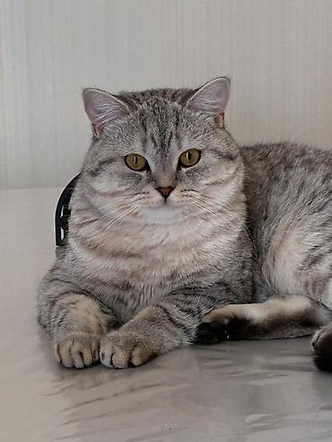 Кошки: Шиншилла, Самец, Для вязки — 1