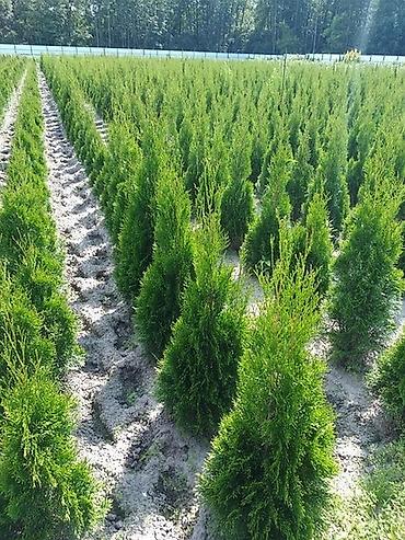 Thuja seedlings: Туя западная (Thuja occidentalis) для живых изгородей и озеленения — 2