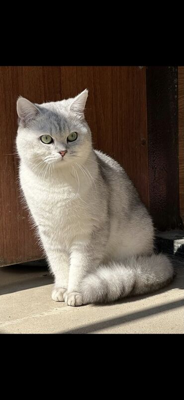 Pişiklər: Britan, Dişi, Yaxşı əllərə, Ödənişli çatdırılma — 8