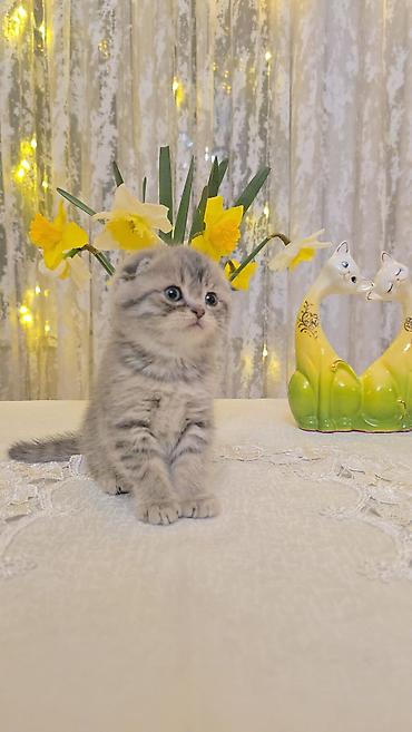 Pişiklər: Şotland — 15