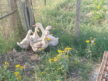 qaz ördek: Bir xoruz 4feredi sağlam heyvanlardi kom satilir — 3
