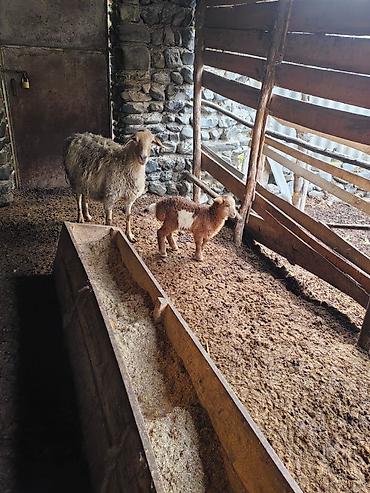 Qoyunlar, qoçlar: Beş ana beş bala sort heyvanlar satılır hammısı sağlam -da lalafo.az — 1 Qoyunlar, qoçlar: Beş ana beş bala sort heyvanlar satılır hammısı sağlam — 1