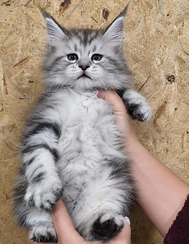 трехцветный кот мальчик: Котята мейн-кун!!!❤️❤️💙 Истинная красота рождается там, где природа — 3