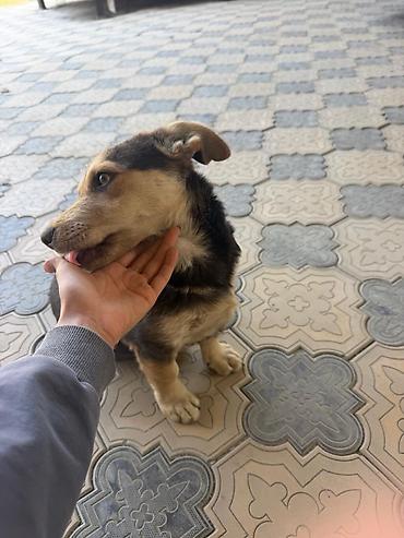 husky dog: Щенок метис, компактного среднего размера очень энергичная и ласковая — 3