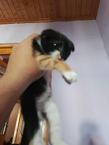 Pişiklər: Şotland — 11