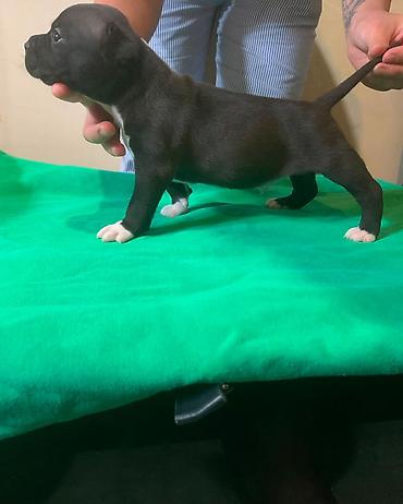 pitbullar: Pitbul — 1