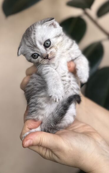 Pişiklər: Şotland — 37