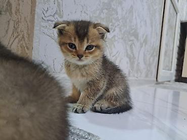 Pişiklər: Şotland yastı qulaq, Erkək, Dişi, Yaxşı əllərə, Ünvandan götürmə, Pulsuz çatdırılma, Ödənişli çatdırılma — 2