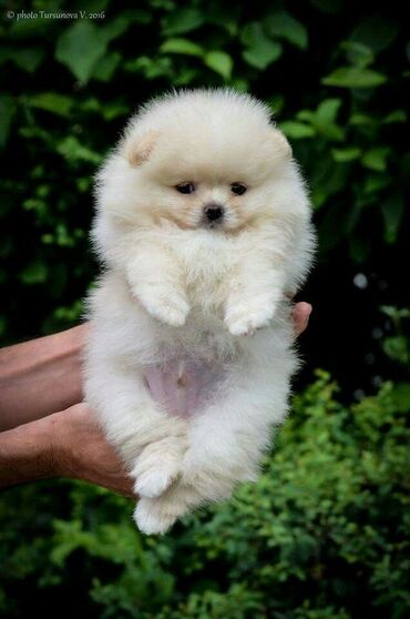 İtlər: Şpitz, 2 ay, Dişi — 7