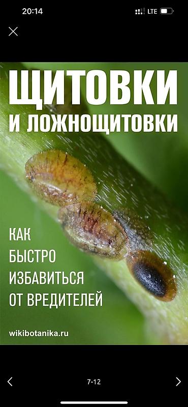 Дворники, садовники: 🌱Я садовник обработка сада ранее весенней обработка плодовых — 6