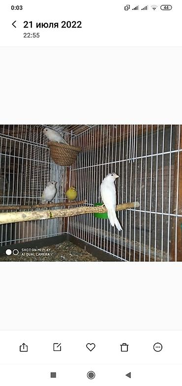 bulbul satılır: Super bül bul lərin kanareyka konor solovey ağ Erkey oxuyan bala — 4