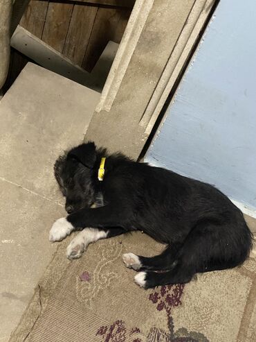coban it: Zvonok, 3 ay, Dişi, Ünvandan götürmə