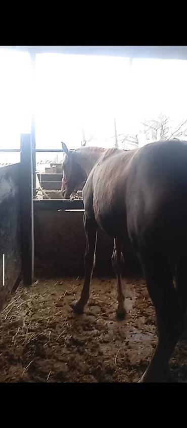 Лошади, кони: Продаю | Жеребец | Дончак — 9