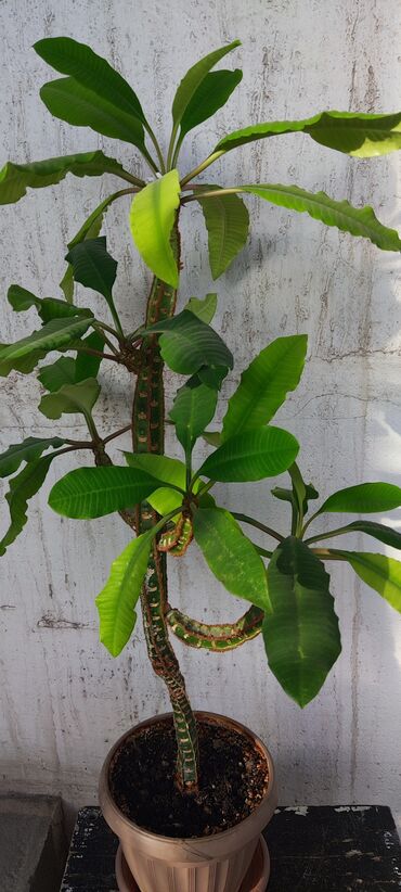 Драцены и Сансевиерии: Домашние и комнатные цветы в горшках. Герань, Алоэ, долларовое дерево — 9