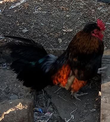 etlik cuceler: Toyuq, Damazlıq, Ünvandan götürmə — 2