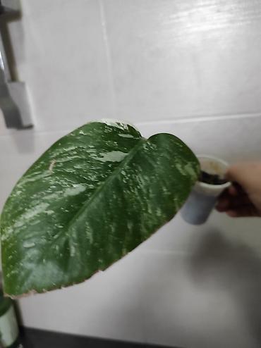 Монстеры: Монстера Альба Монстера Тайское Созвездие, черенки и взрослые цены — 6