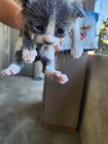 Pişiklər: Dişi, Erkək, Yaxşı əllərə, Ünvandan götürmə, Pulsuz çatdırılma — 16