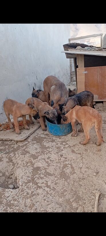 верхняя одежда для мальчиков эрдэнэт: Бельгия овчаркасы, 2 айлык, Эркек