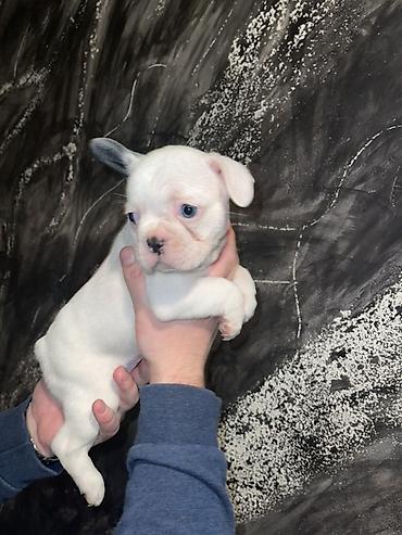 Psi: Francuski buldog štenci – merle i bele šare, plave oči - Rasa — 6