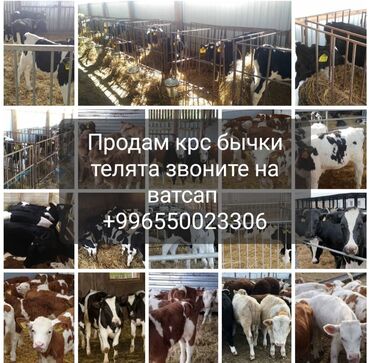 коровы дойные: Продам бычки телята ангус герефорд голштин симентал возраст от 2 мес и