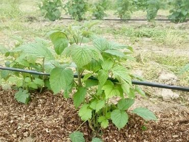 Капельный полив: #Капельная лента!!! 1 метр- 1,75 сом Капельное орошение!!! — 12