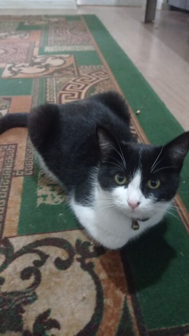хочу купить кошку: Домашний кот чёрно-белого окраса (оксфорд/«смокинг») с короткой густой