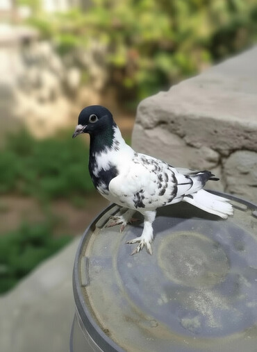 Göyərçinlər: Qara-ağ ləkəli dekorativ göyərçin - Rəng: baş və boyun hissəsi tünd -da lalafo.az — 1 Göyərçinlər: Qara-ağ ləkəli dekorativ göyərçin - Rəng: baş və boyun hissəsi tünd — 1