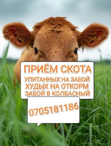 продажа поросят: Куплю | Коровы, быки, Свиньи, Другие с/х животные | Круглосуточно, Любое состояние, Забитый