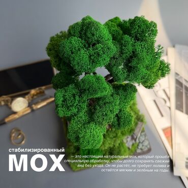 Декоративные цветы: Деревья-бонсай из натурального стабилизированного мха🌳 -это — 27
