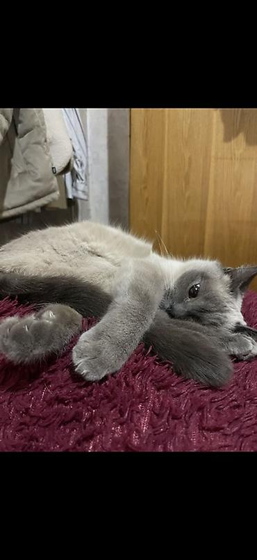 самоед цена: Тайская, более 5 лет, Девочка, Приучена к лотку — 2