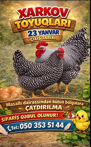 cucə fermasi: Istəyən olsa nömrə ilə əlaqə saxlayın çatdırlımamız var! — 1