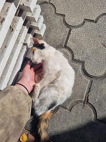Кошка даром: Беспородная, Девочка
