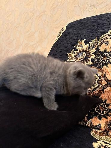 Кошки: Boz tüklü balaca pişik balası - Cinsə bənzər görünüş: qısa tüklü, sıx — 5