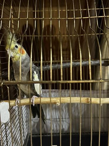 ev quslarinin satisi: Nimfa (Cockatiel) və qəfəs dəsti Tam sağlan quşdu həmişə vitaminli — 1