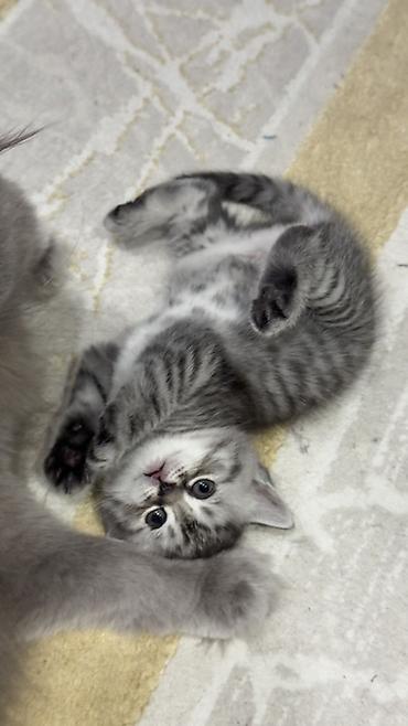 Продажа кошек: Три кошки и один кот Породистые котята серебристого окраса — 5