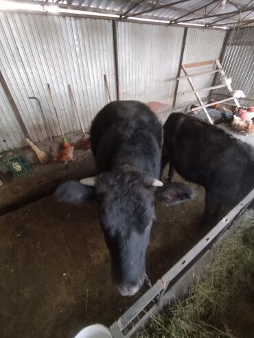 Коровы, быки: Продаю | Тёлка | Швицкая | На откорм | Привязанные — 1